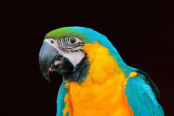 Wildlife scene with parrot