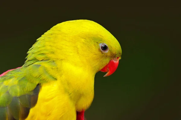 Wildlife scen med papegoja — Stockfoto