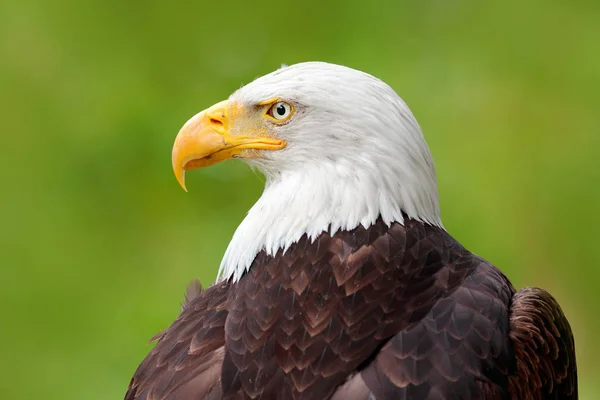 Hermoso águila grande — Foto de Stock