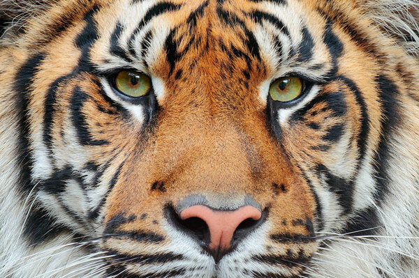 Wild cat tiger