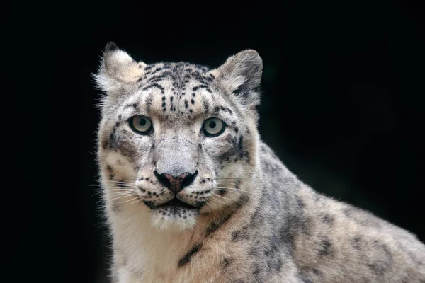 Leopardo salvaje de la nieve — Foto de Stock