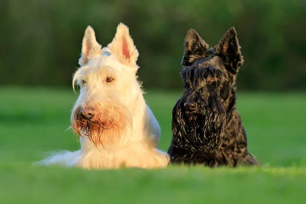 Scottish terrier dogs — Stock Photo, Image