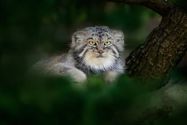 野生の猫マヌルネコ — ストック写真