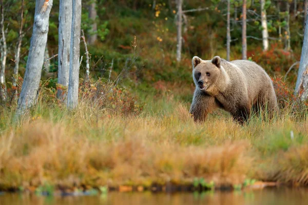 Urso andando em torno do lago — Fotografia de Stock