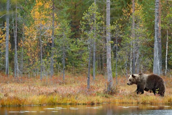 Urso andando em torno do lago — Fotografia de Stock