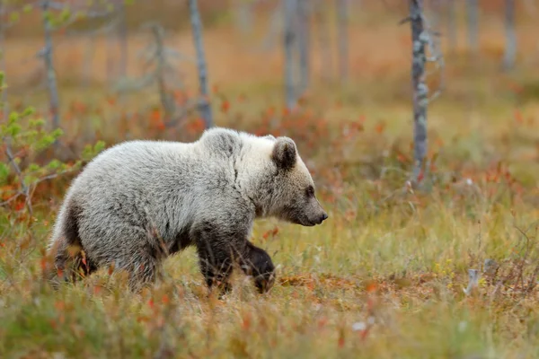 Pequeno urso na floresta — Fotografia de Stock