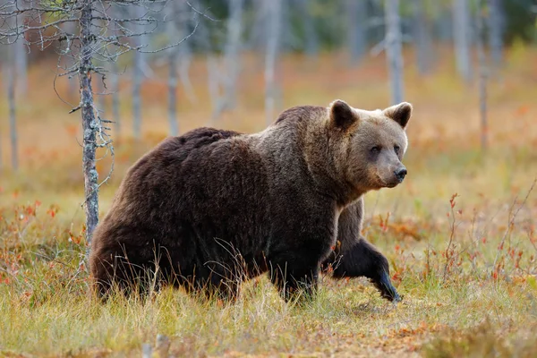 Nagy barna medve — Stock Fotó