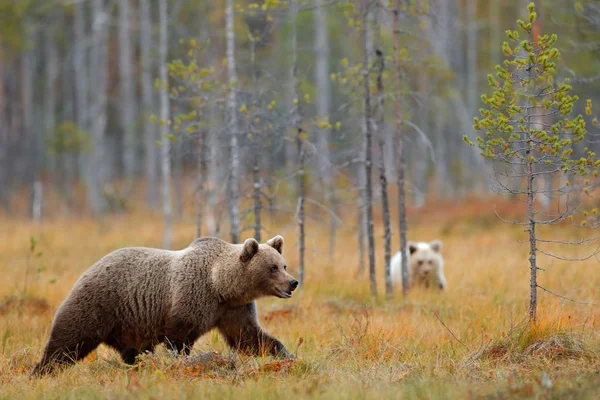 Ursos castanhos caminhando na floresta — Fotografia de Stock