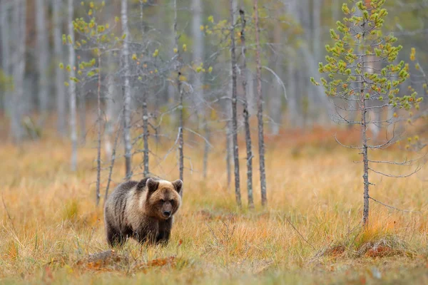 Большой медведь в лесу — стоковое фото