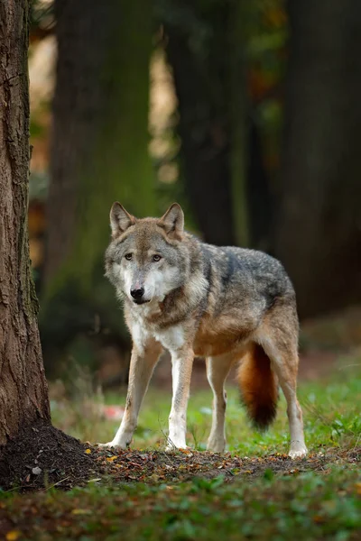 Lobo salvaje en bosque profundo —  Fotos de Stock