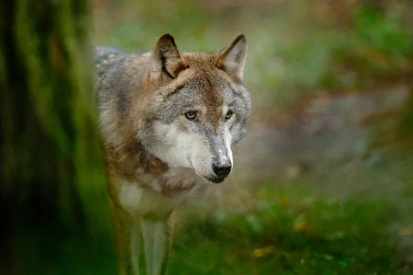 Dziki wilk w głębokim lesie — Zdjęcie stockowe