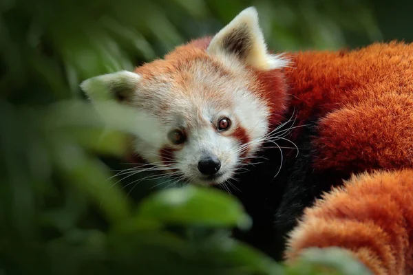 Piękne red panda — Zdjęcie stockowe