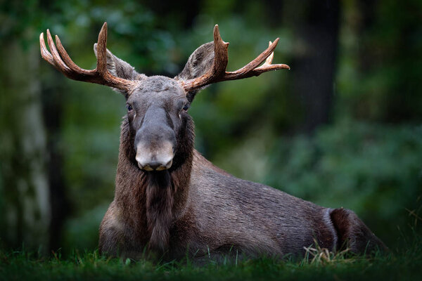 Eurasian elk in dark forest