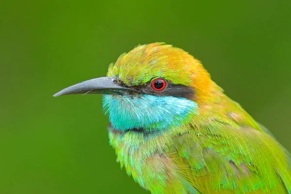 새와 야생 동물 장면 — 스톡 사진
