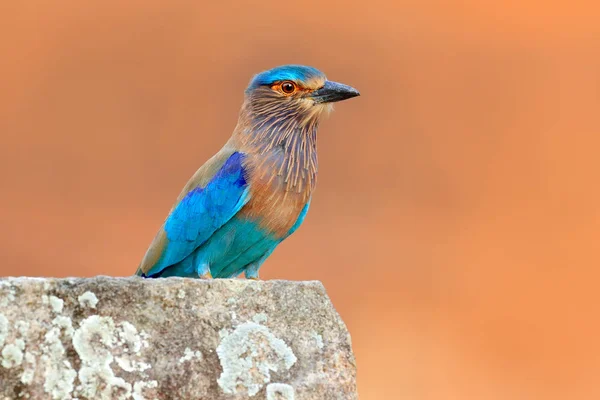 Wildszene mit Walze — Stockfoto