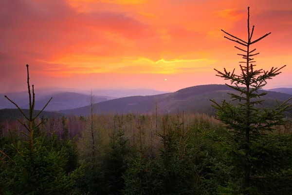 Autumn trees in forest — Stock Photo, Image