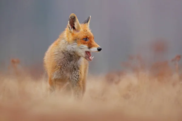 Raposa vermelha bonito — Fotografia de Stock