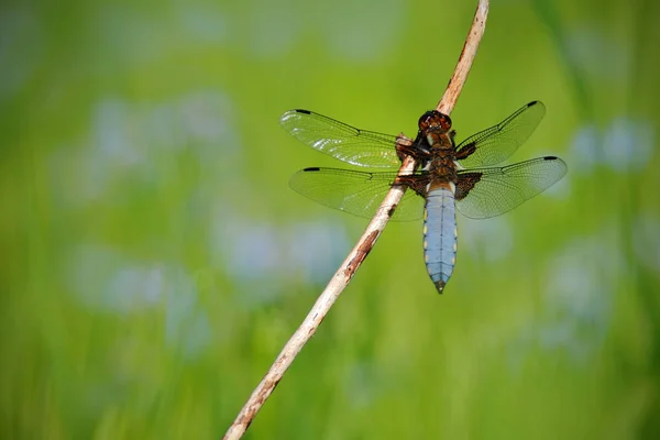 Cena da natureza com libélula — Fotografia de Stock