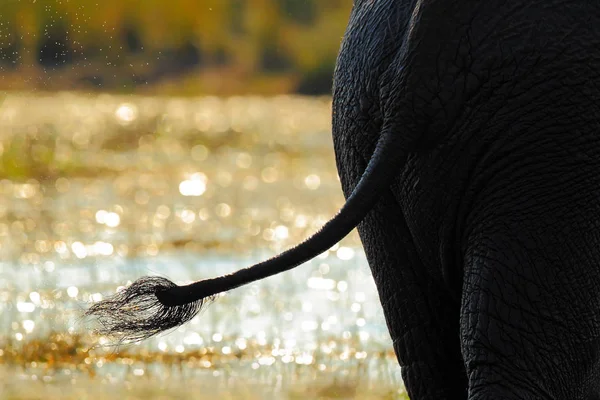 Большой африканский слон — стоковое фото
