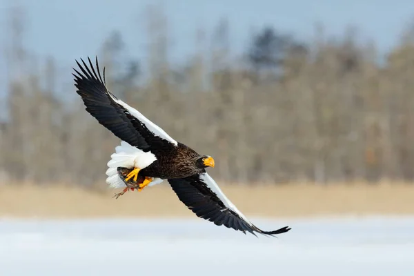 Wildszene mit großem Adler — Stockfoto