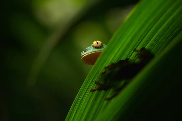 Rana de hoja de ojos dorados — Foto de Stock