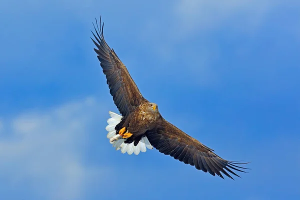 Grote adelaar in blauwe hemel — Stockfoto