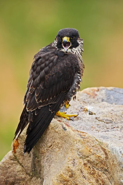 Wildlife scène met falcon — Stockfoto