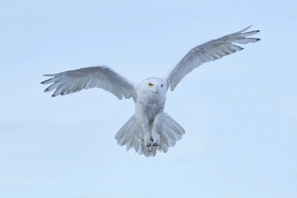 Beautiful owl in winter — Stock Photo, Image