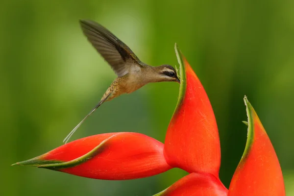 Schöner Kolibri und Blumen — Stockfoto