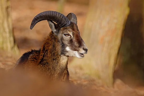 Grande Mouflon nella foresta — Foto Stock