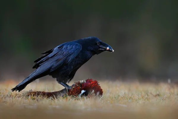 Grande uccello nero — Foto Stock