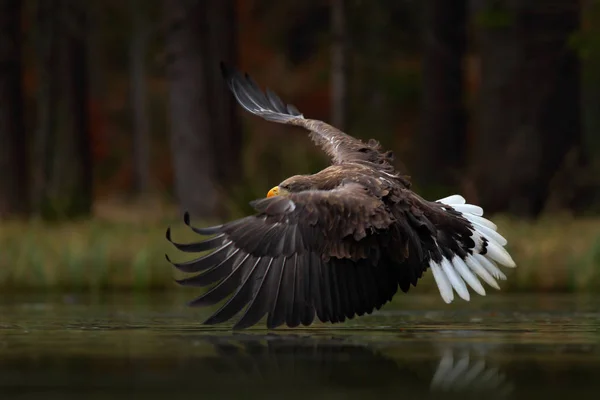 Grande aquila nella foresta autunnale — Foto Stock