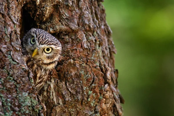 Schöne Eule im Wald — Stockfoto