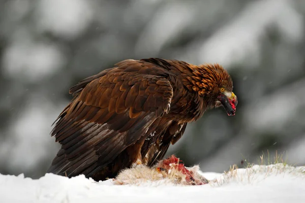 Dzikość sceny z big eagle — Zdjęcie stockowe