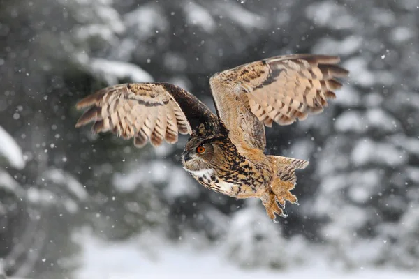 Schöne Eule im Winter — Stockfoto