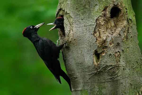Fekete harkály madár — Stock Fotó