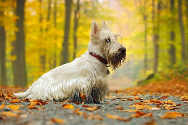 Terrier escocês na estrada — Fotografia de Stock