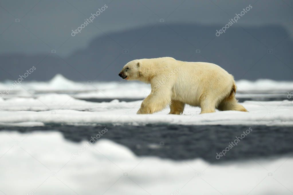 polar bear from Arctic