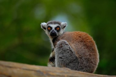 Lemur rahatlatıcı ormandaki
