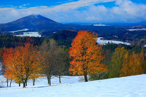 秋天的树木与雪 — 图库照片