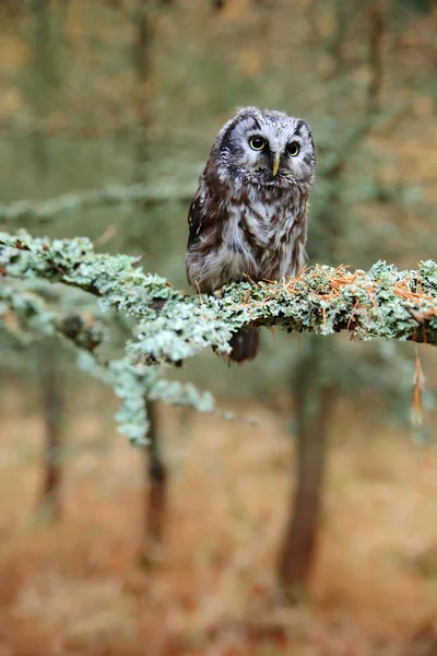 Coruja bonita na floresta — Fotografia de Stock