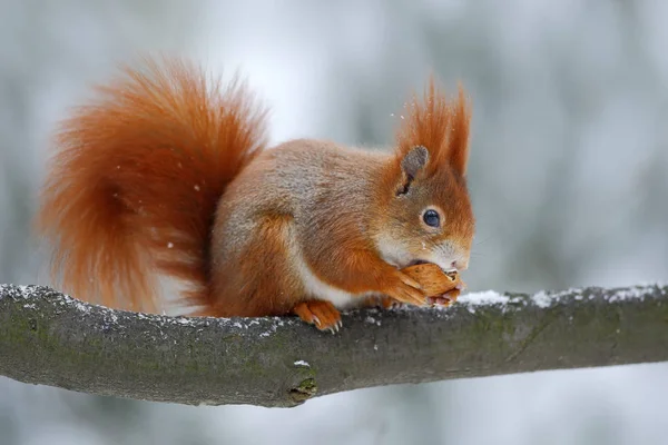 Niedliches Rotes Eichhörnchen — Stockfoto