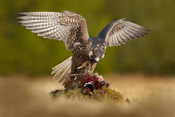 Cena de vida selvagem com falcão — Fotografia de Stock