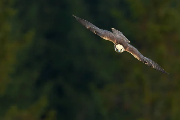 Belo e rápido falcão — Fotografia de Stock