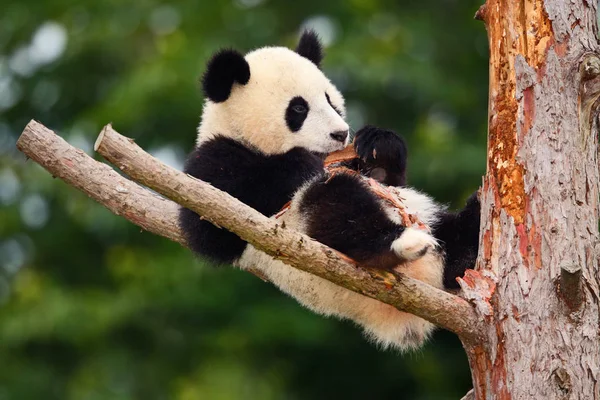 Ağaç üzerinde ayı Panda — Stok fotoğraf