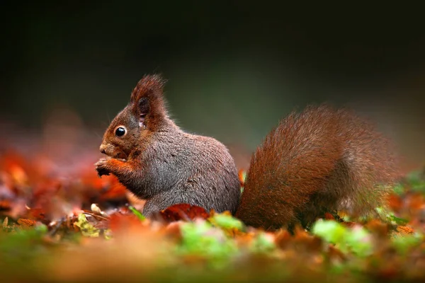 Niedliches Rotes Eichhörnchen — Stockfoto