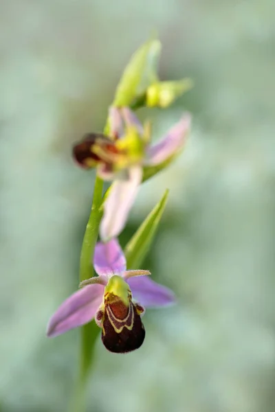 Bella fioritura di orchidea — Foto Stock