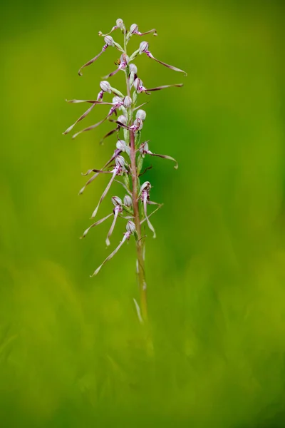 Orquídea Adriática do Lagarto — Fotografia de Stock