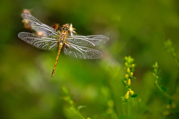 Nature scene with Dragonfly — Stock Photo, Image