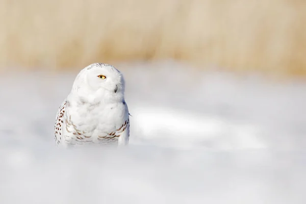 Beautiful owl in winter — Stock Photo, Image